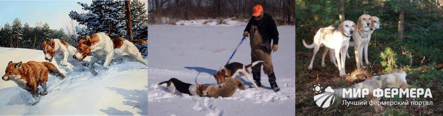 Охота на лису с собаками