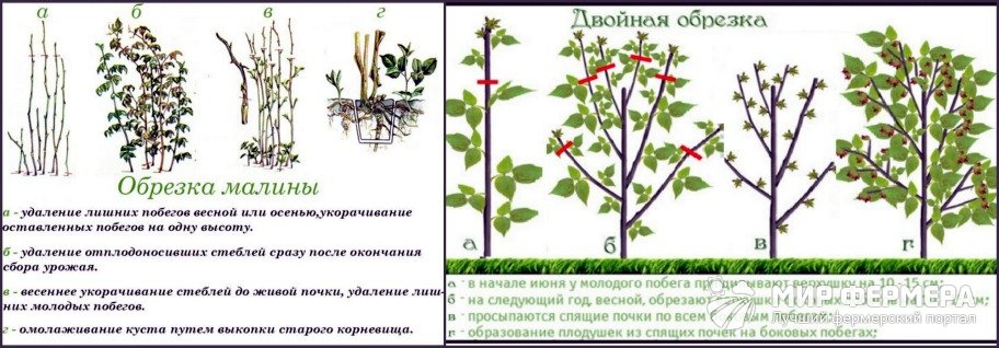 Обрезка малины осенью