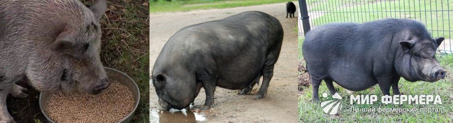 Вьетнамская порода свиней описание