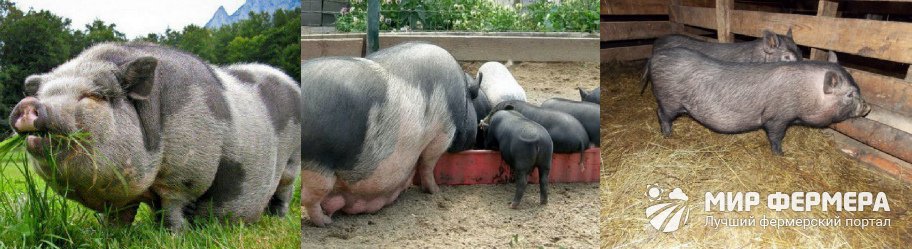 Содержание вьетнамских свиней
