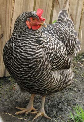 Barred Plymouth Rock