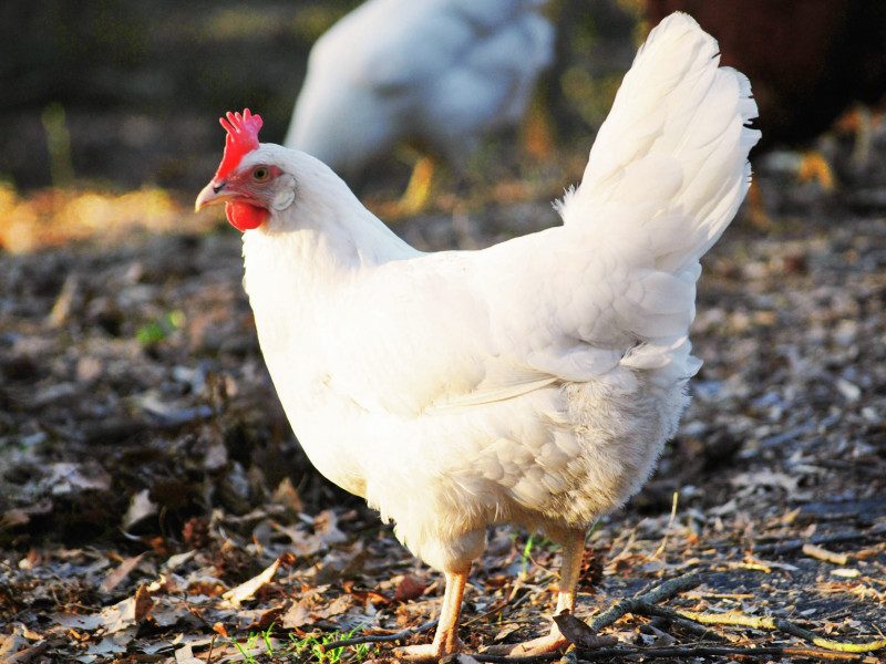 white leghorn