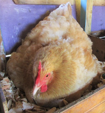 Broody Buff Orpington