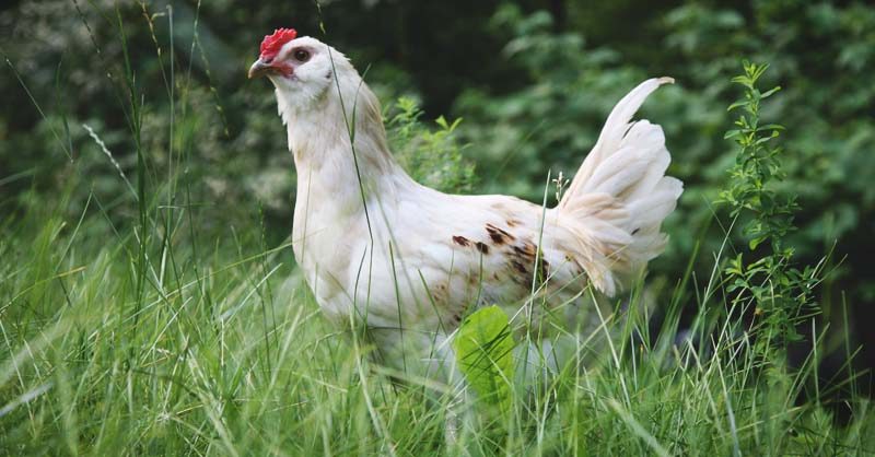 egg-laying chickens