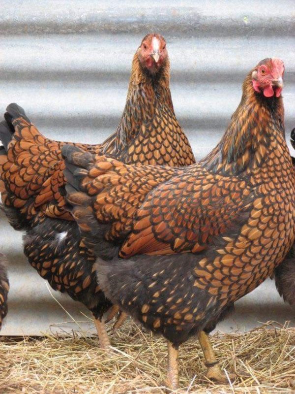 Golden Laced Wyandotte