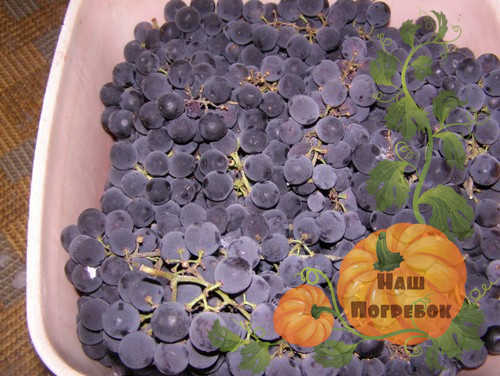 vinograd-izabella-dlya-vina