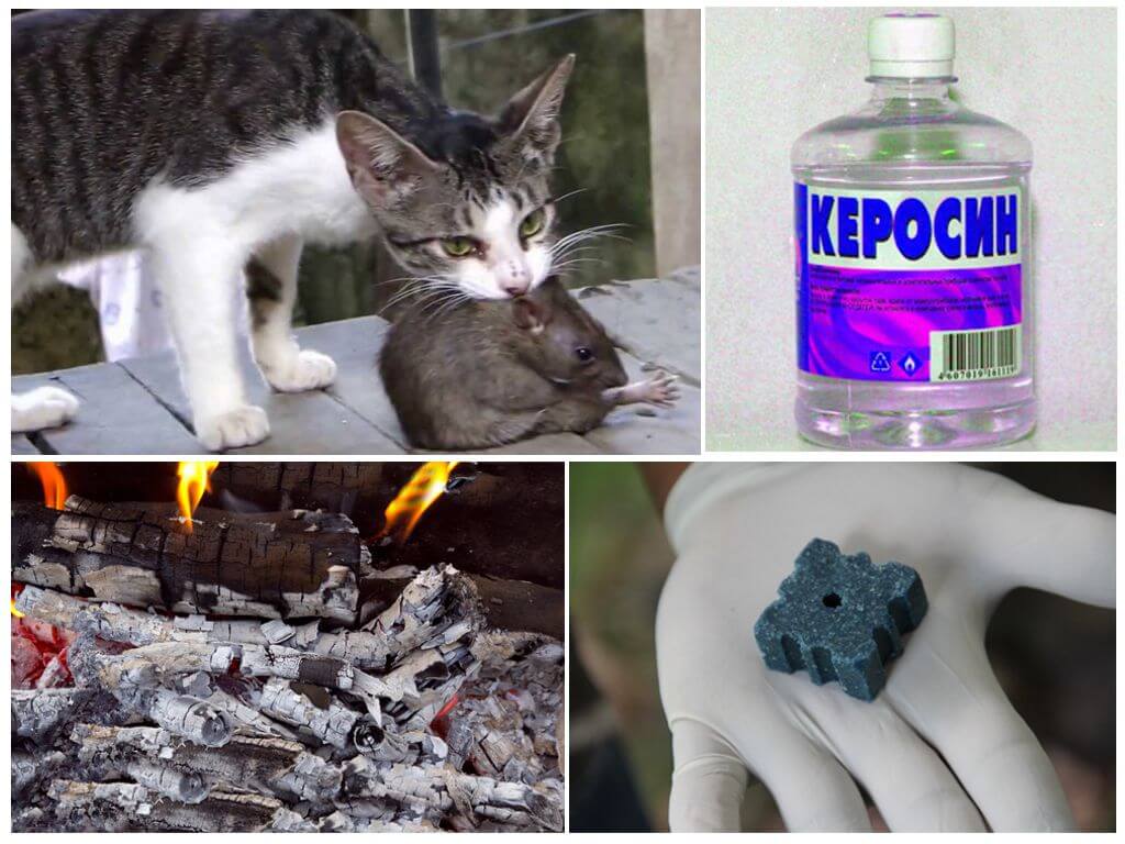 Борьба с грызунами