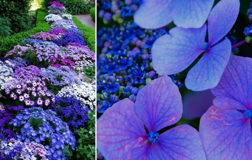 Монохромный сад - цветник из синих и голубых цветов