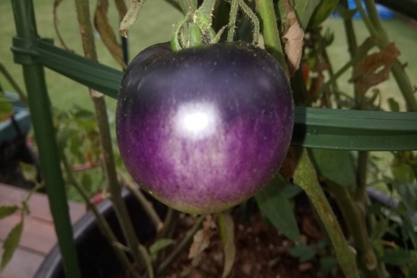 черные помидоры фото
