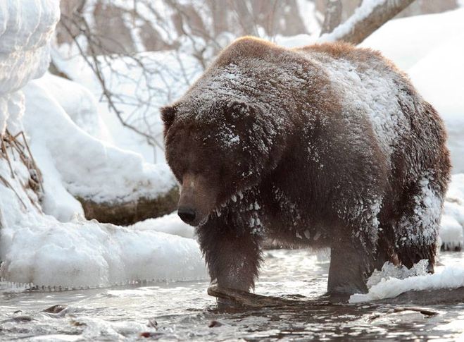 Медведь зимой