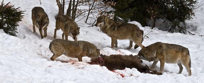Волки на кормовой площадке