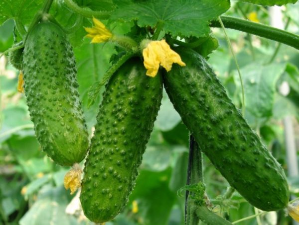 Выбирают упругие огурчики, с крепкой кожурой, без наружных повреждений