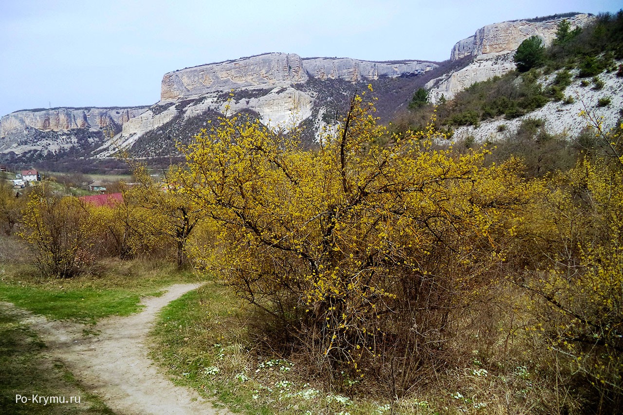 Что цветет в Крыму в апреле - иглица подъязычная.