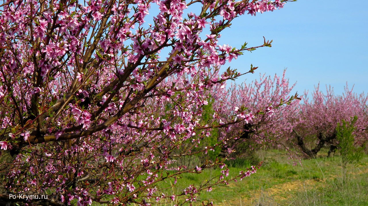 Цветущий персиковый сад под Орловкой.