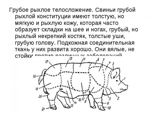 характеристика свиньи