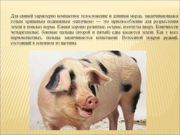 характеристика свиньи
