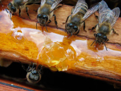 пчелы едят сироп