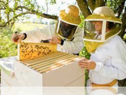 начинающие пчеловоды