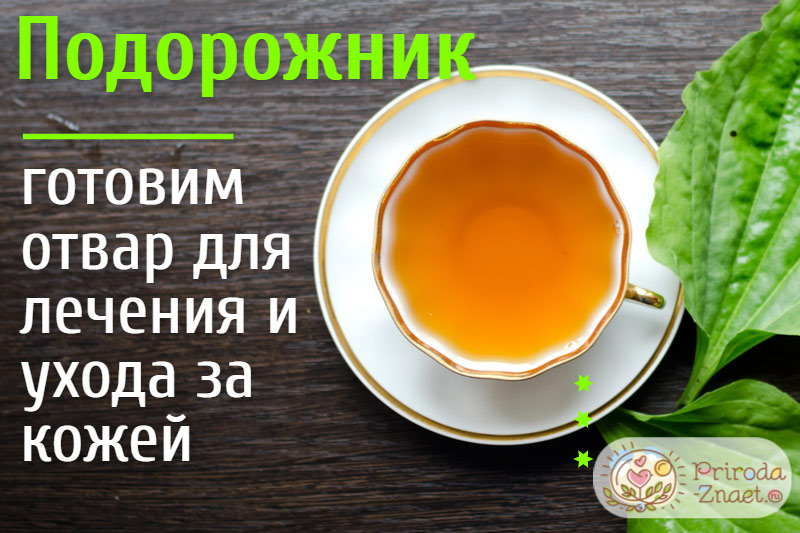 Отвар из подорожника Отвар из подорожника
