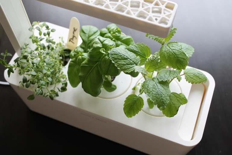 Как посадить зелень в квартире
