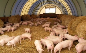 Характеристика породы свиней