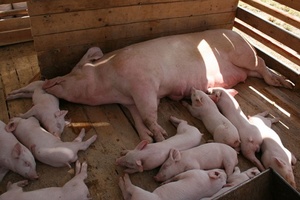Характеристика свиней