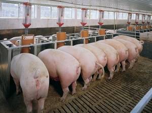 Описание породы свиней дюкорк