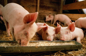 Условия для содержания свиней