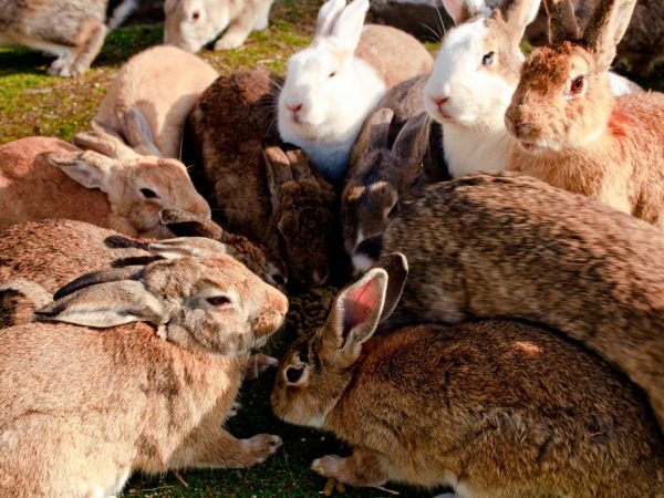 Особенности разведения кроликов
