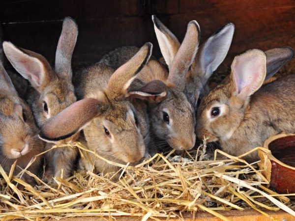Гигиена содержания кроликов имеет большое значение в профилактике болезней. Кроликов нужно содержать в чистых и сухих клетках
