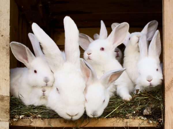 Размножение кроликов очень стремительное. Крольчата рождаются беспомощными и абсолютно голыми. Уход за ними должен быть бережным и осторожным