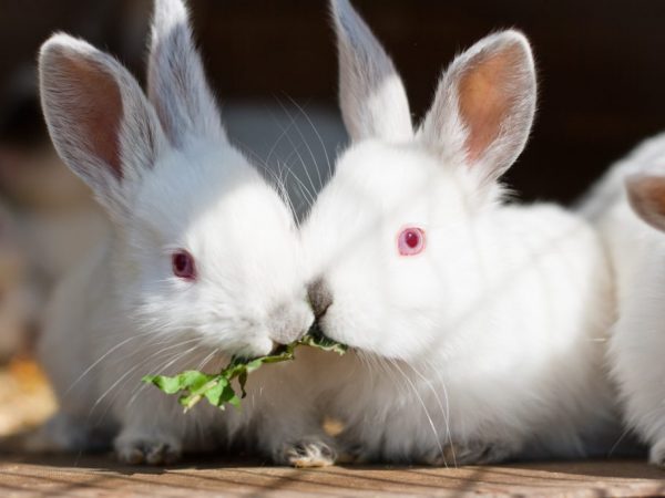 Кроликам необходимы свежие корнеплоды. Они любят очищенный картофель, репу, морковь