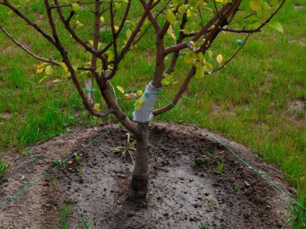 Как прививать яблоню — простая инструкция