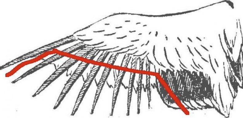 Схема подрезания крыла