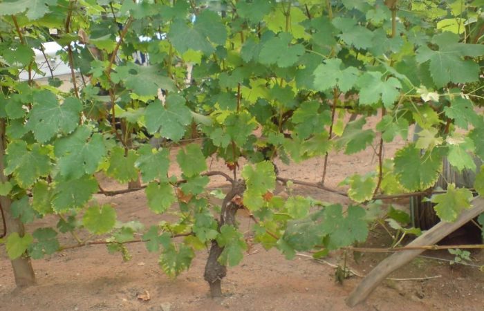Растущая виноградная лоза