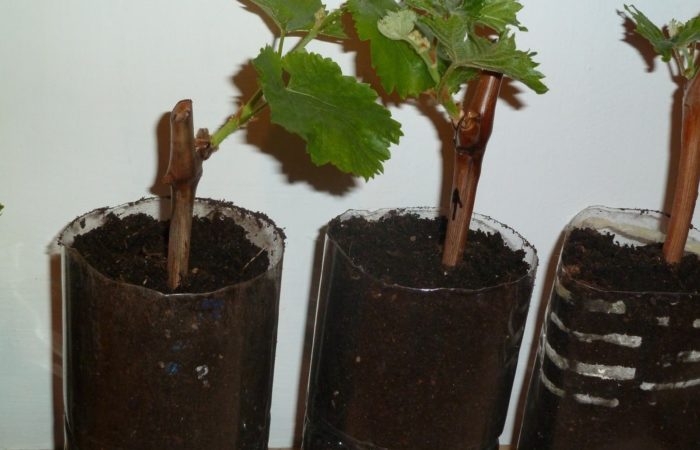 Черенки винограда в пластиковых бутылках