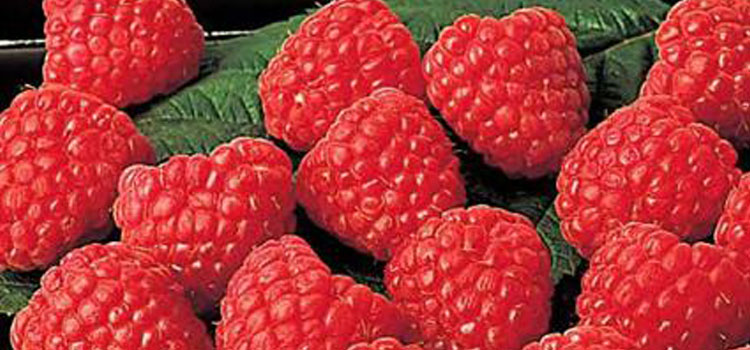 Raspberry 