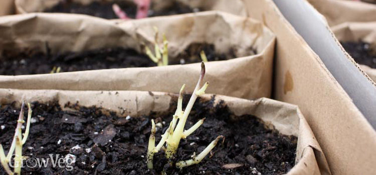 Sprouted potatoes in bags