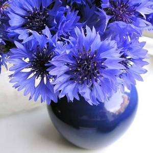 Разнообразие синих цветов в комнатном цветоводстве приятно удивит