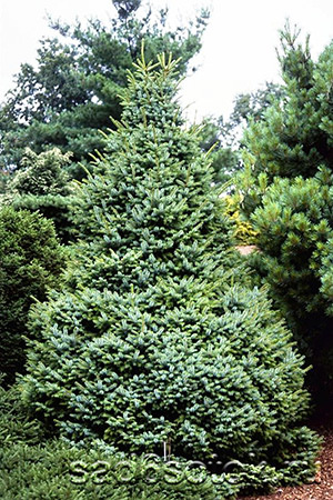 Ель сербская сорт Нана (Nana) Ель сербская сорт Нана (Nana)