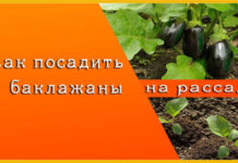 как посадить баклажаны на рассаду