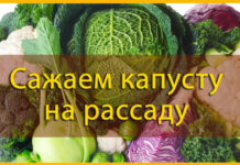 сажаем капусту