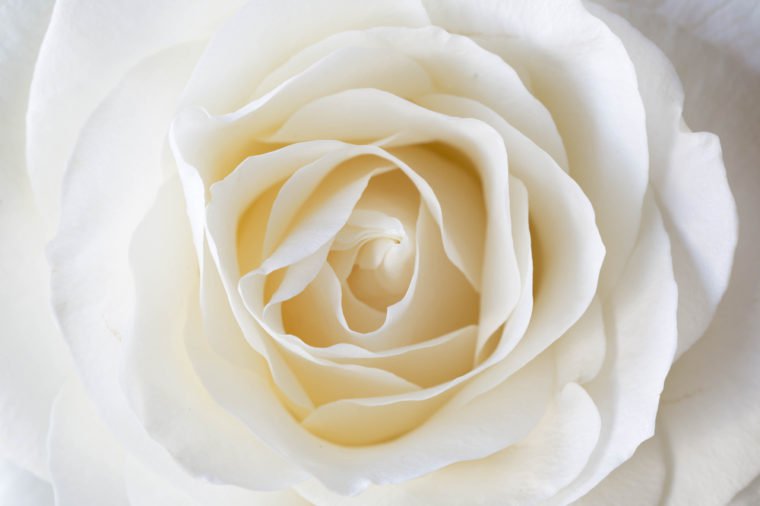 белая роза значение цветка