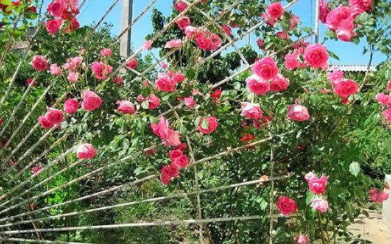 Опоры для плетистой розы