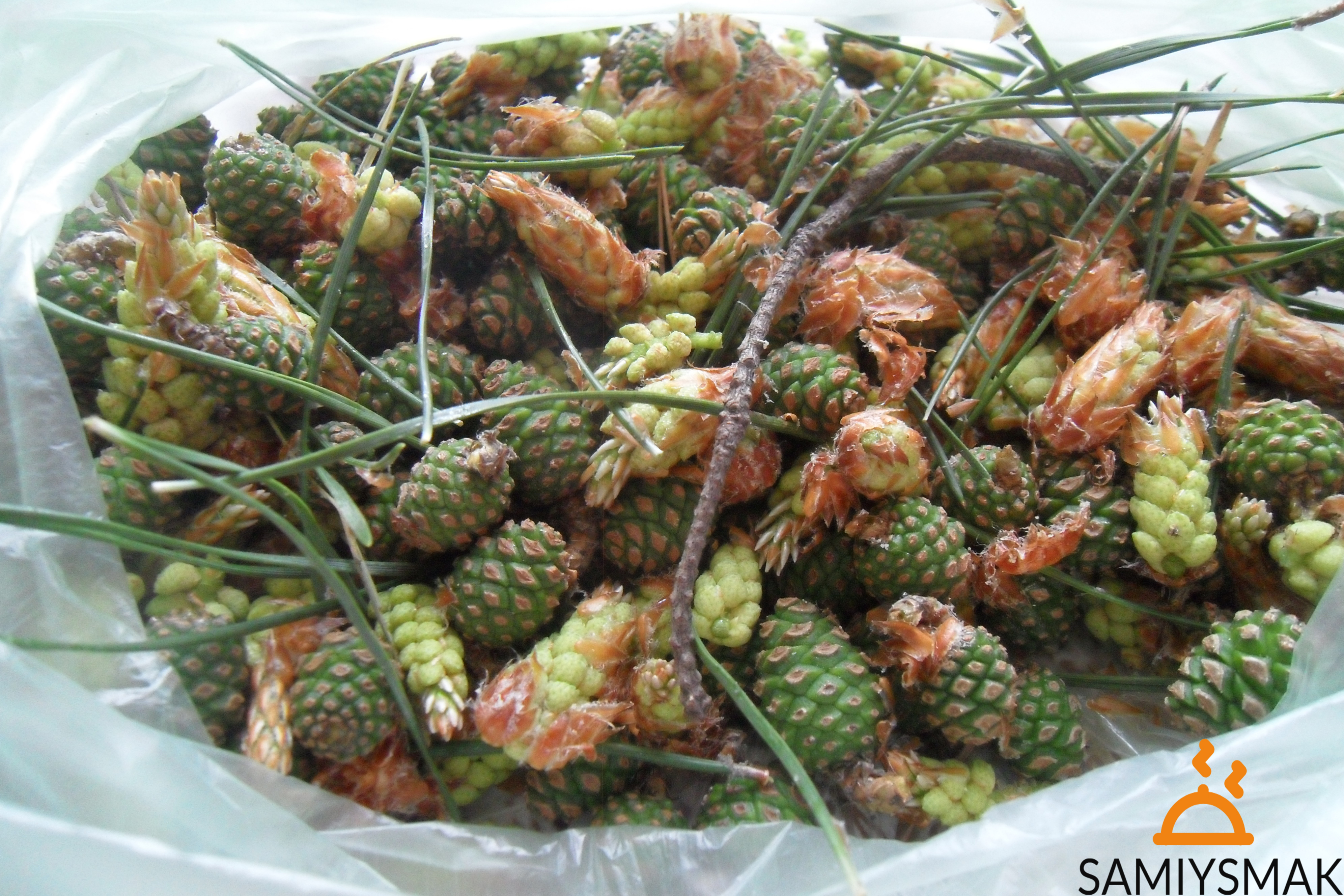 Шишки сосны из леса