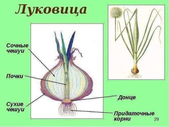 строение луковицы