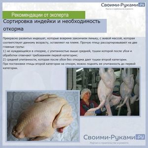 Выращивание индюков на мясо