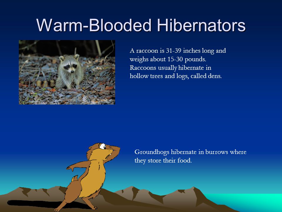 Warm-Blooded Hibernators