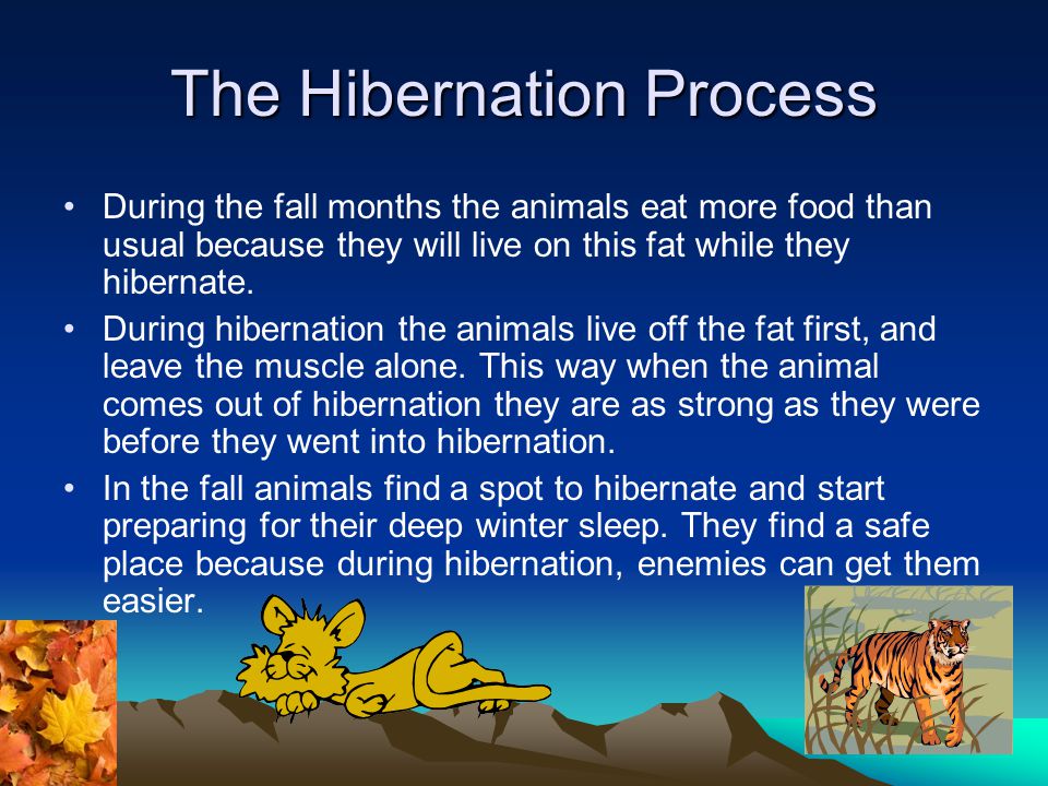 The Hibernation Process