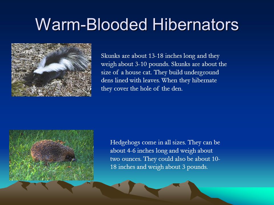 Warm-Blooded Hibernators